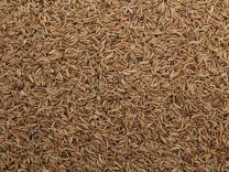 Karwij-Kummel-zaad 1000 gram (ten minste houdbaar tot 12-2023)
